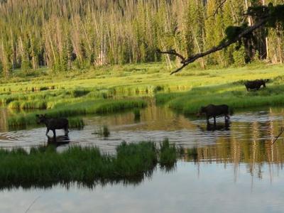 Two Bulls and a Cow Moose in a Swamp