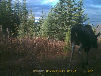 The Cow Moose - easily identified by her white vulva patch
