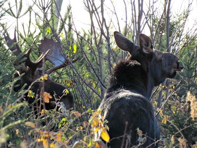 Cow and Bull Moose Together