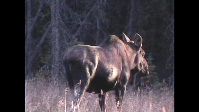 Big Cow Moose