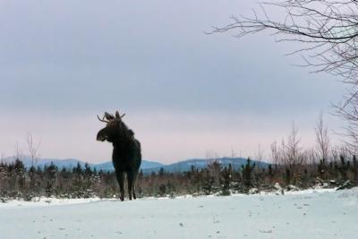 Majestic Looking Two Point Bull