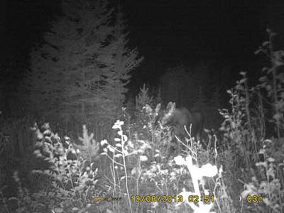 Pair of Moose Calves - Caught with a BF8 Spypoint Trail Camera