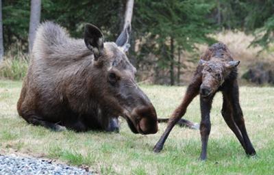 Baby moose standing for the first time... on wobbly legs.