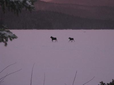 Cow and Calf Moose Crossing a Frozen Lake
