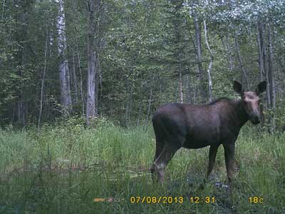 Moose Captured with a Spypoint Trail Camera IR-5
