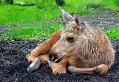 A Young Moose Calf Resting