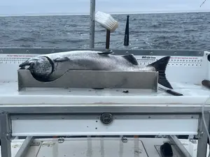 Tide Line Fish Cleaning Tray with Salmon