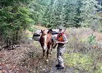 montana-moose-hunt-horse-pack.jpg