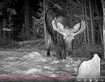 Moose Walking on Knees <br>Photo captured from Video