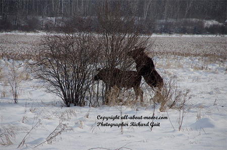Pictures of Moose Two Young Bulls Strange Animal Behavior