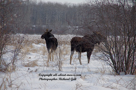  Pictures of Moose Two Young Bulls Getting Spooked