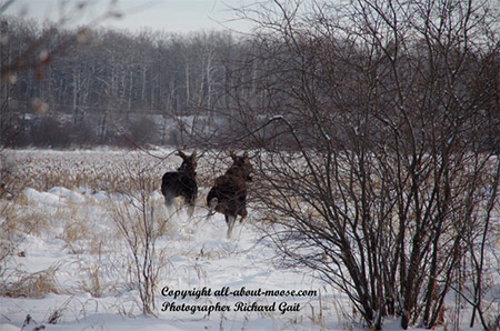 Pictures of Moose Two Young Bulls Getting Spooked Running Away