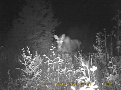 Cow and Calf Moose during the Rut