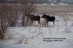Pictures of Moose Two Young Bulls Checking Each Other Out