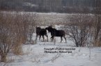 Pictures of Moose Two Young Bulls after Mounting
