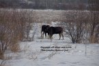 Pictures of Moose Two Young Bulls Head Butting