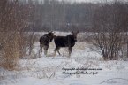 Pictures of Moose Two Young Bulls Taking a Break