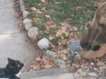 Young Moose and Our Cat, Checking Each Other Out