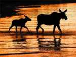 Cow and Calf Moose at Sunset