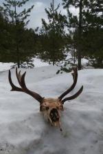 Moose Dead Head with Abnormal Antler Growth - Full View