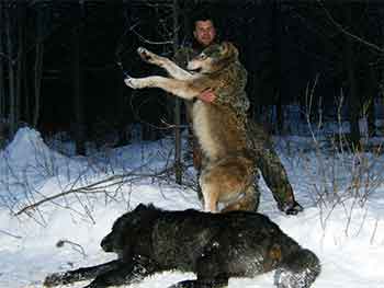 2 Big Wolves from Trapline