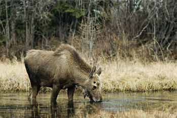 Baby Bull Moose