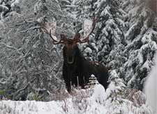Big Country Outfitters Majestic Moose in Snow