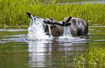 Bull moose in lake