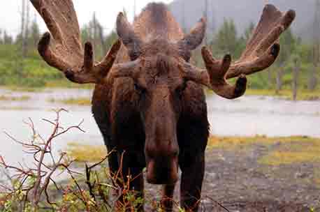 Mature Bull Moose Antlers