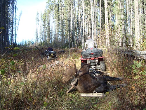 Fred'smoose on the toboggan