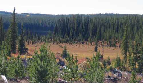 A prime example of Moose Habitat