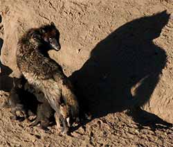 A wolf nurses her pups
