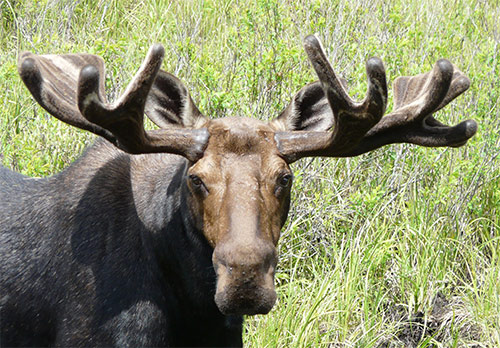 Regal Bull Moose