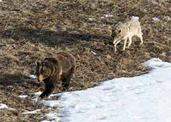 Wolf following a Grizzly Bear