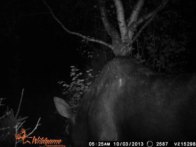 Trail Cam Photo of Cow Moose