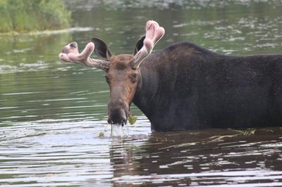 Moose Antlers Turning Pink? Photo by Mark Bulley