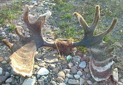 Northern BC Moose antlers showing some marbling - Photo by Ernest