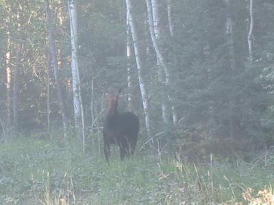 Cow Moose Facing the Camera