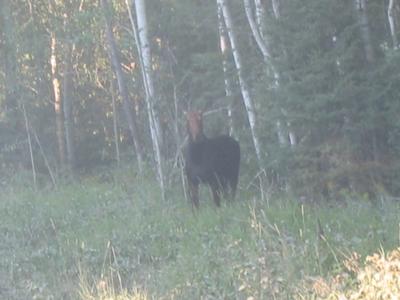 Cow Moose in Northern Ontario