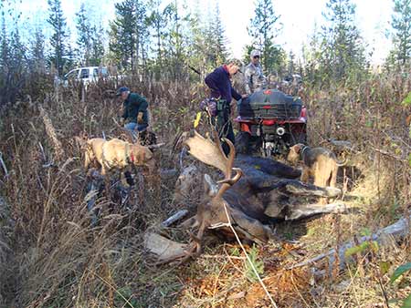 Archery Moose Hunt - Freds Moose