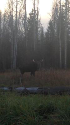 August Moose Hunting Northern BC <br/><i>Photo by D. Sirois</i>