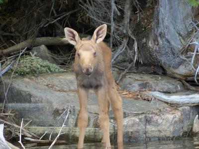 Baby Calf Moose