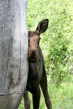 Baby Moose Rubs Against a Tree