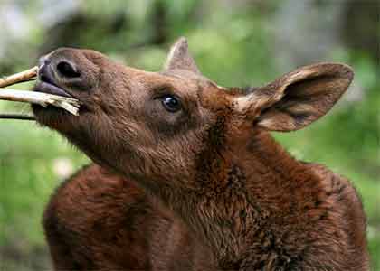 Baby moose twig eater
