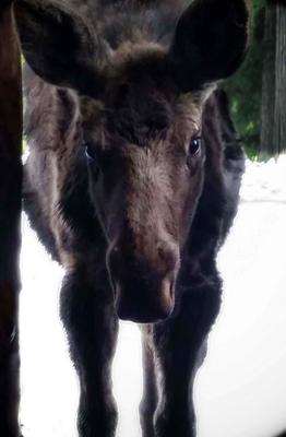 Baby Moose Visitor