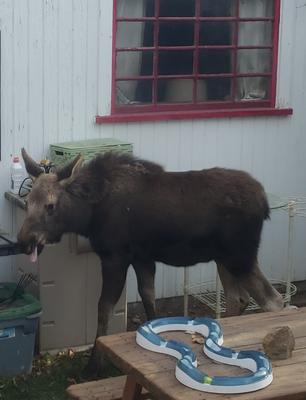 Calf Moose - sticking his tongue out at me! lol