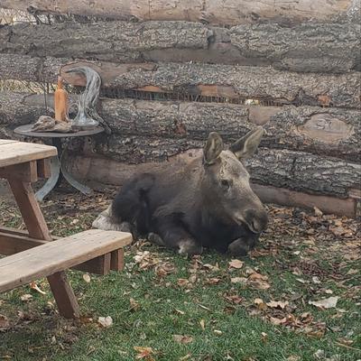 Young Moose Chillin in our Backyard