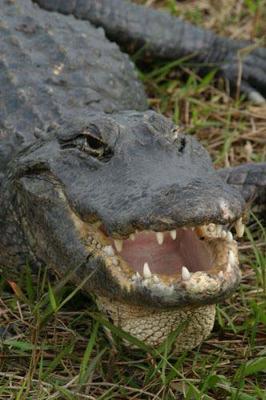 Alligator in the Everglades