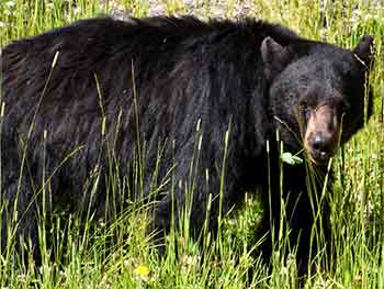 Black Bear Safety