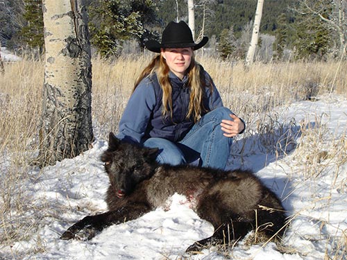 Wolves Affect Moose Population Trends